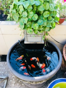 养鱼泥盆鱼盆