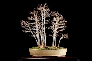 【日本唐枫盆景】日本唐枫盆景品牌,价格 - 阿里巴巴