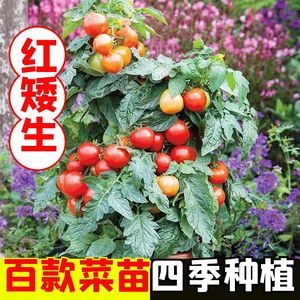 矮生樱桃小番茄秧苗适合盆栽寿光四季春秋阳台种籽圣女果草莓种苗