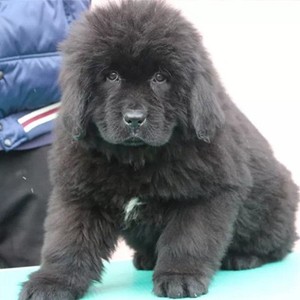 纽芬兰犬幼犬纯种狗狗活体幼犬日本柴大型巨贵犬出售玩具贵宾犬