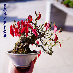 卫矛盆景真弓 鬼箭羽盆景 已挂果熟地栽小老桩3人付款14