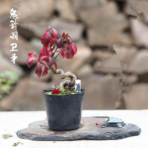 鬼箭羽卫矛盆景真弓熟桩观果绿植办公室阳台植物庭院盆栽树疙瘩