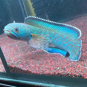 金尘雷龙蓝色系雷龙鱼非血斑一型奶茶巧克力七彩雷龙鱼