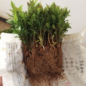 杨梅小苗杨梅芽苗杨梅实生苗籽播杨梅苗东魁杨梅嫁接砧木苗