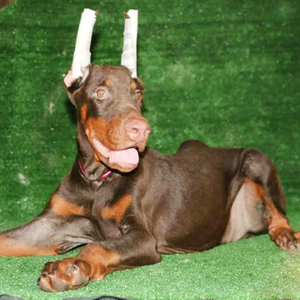 美系杜宾犬-淘宝拼多多热销美系杜宾犬货源拿货 - 阿里巴巴货源