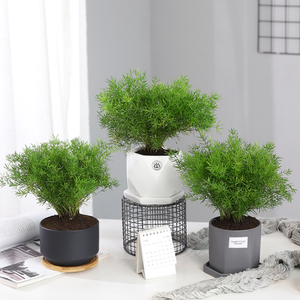 slacker绿植淘宝罗曼的花园狐尾天门冬盆栽苗武竹丝药材四季常青