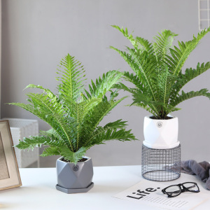 富贵蕨小型蕨类植物室内客厅旺宅绿植盆栽吸甲醛防辐射水培苔藓球