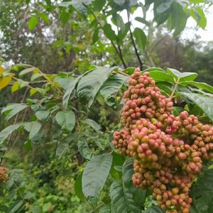 野生山辣子种子中药材吴茱萸吴芋茶辣漆辣子臭辣子树蜀芋子米辣子