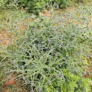 倒提壶种子蓝布裙狗屎花萝卜贴骨散紫草科观赏药用大肥根花草种籽