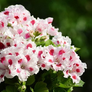 大花天竺葵花苗索菲亚波普 教皇 室内庭院阳台多花盆栽花卉植物