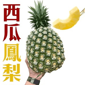 西瓜凤梨苗当年结果可达10斤盆栽台湾凤梨苗工业园绿化种凤梨苗