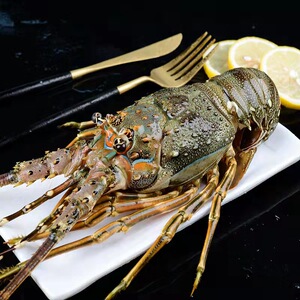 澳洲小青龙虾