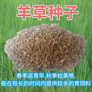 四季牧草种子 碱草 羊草种子 多年生草本草原牧草种子青储饲料