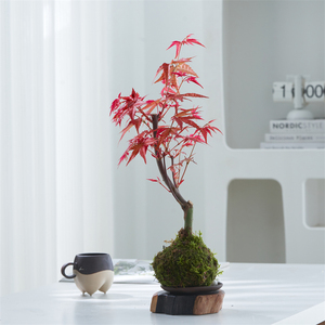 苔玉苔藓球红枫叶书茶桌办公室内盆栽绿植物创意盆栽摆件净化空气