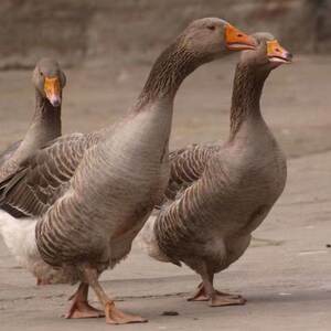黑嘴大雁鹅雁鹅崽活体肉质活苗灰雁正宗纯种雁鹅饲料鹅鸿雁鹅鲜美
