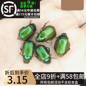 铜绿丽金龟标本anomala corpulenta motschulsky昆虫马赛克甲虫