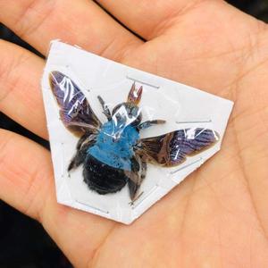 001人付款淘宝秘鲁稀有红巨人鞭蛛标本phryna grossetaitai大型真爬虫