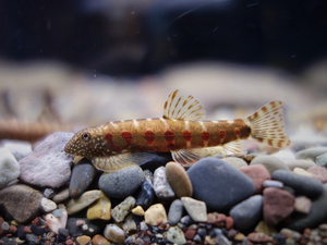 红钻吸鳅鱼近原爬岩鳅拟腹冷水鱼原生溪流琵琶鱼除藻清道夫吸盘