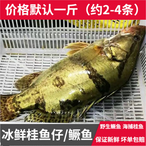 冰鲜桂鱼
