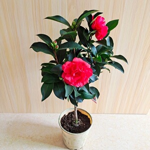 四季夏日七星茶四季茶花山茶花新品名品实物带盆发货花卉植物阳台