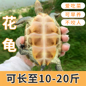 外塘中华花龟活体小乌龟台湾草龟蛋龟长寿龟六线草龟珍珠龟大花龟