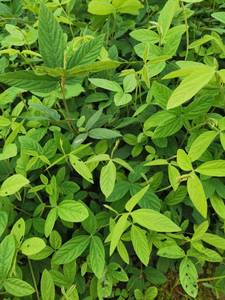 中药材大叶千斤拔种子野生一条根小叶千金拔树苗正品中草药籽