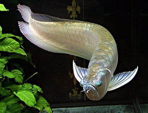 银龙鱼活体热带鱼观赏鱼活体大型鱼风水鱼中型鱼高品质