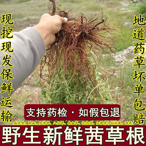 野生新鲜茜草根血见愁地苏木娃娃拳红茜根土丹参五爪龙满江红500g