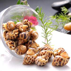 海渔之家鲜活黄螺东风螺海螺新鲜中钱螺福建海鲜野生中花螺500g