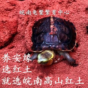 黄缘垫材专用土无菌沙土红泥红土矿高山红土养龟用品冬眠天然安缘
