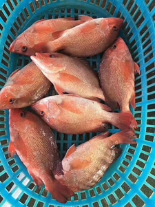 潮汕海鲜红棕鱼 鲜活活冻海杂鱼 红石斑鱼深鱼海鲜 水产鲜活红鱼