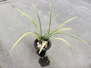 华辉兰苑实物兰花建兰铭品线艺--四季大青中透艺(此盆4苗1大芽)