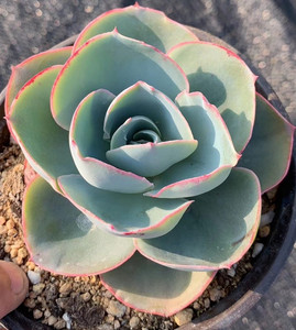 达芬奇密码多肉