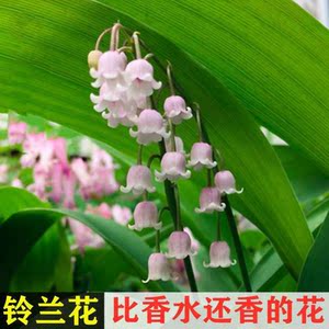 花卉铃兰花水培盆栽带花苞铃兰室内外植物四季易活带芽耐寒浓香型