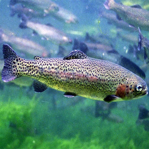 金鳟鱼虹鳟鱼活体鱼苗淡水凶猛冷水鱼包邮观赏鱼稀有鱼淡水三文鱼