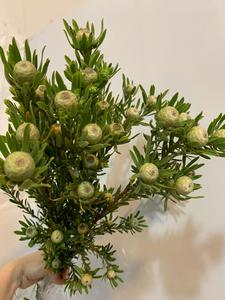 澳洲郁金香木百合鲜花可做干花长期保存观赏花束昆明直发顺风包邮