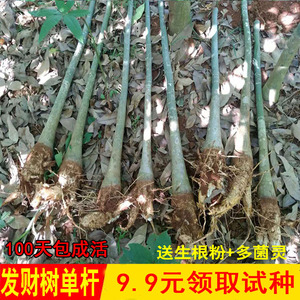 发财树独杆单杆盆栽大树桩独杆步步高升大型室内招财花卉植物绿植