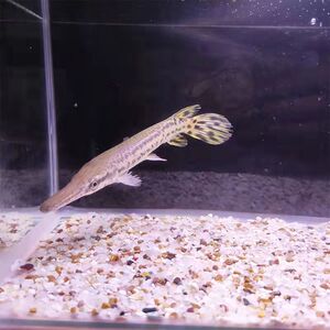 大型凶猛观赏鱼鳄雀鳝鱼苗尖嘴鳄佛鳄鱼肉食性龙鱼配鱼火箭长嘴鳄