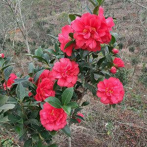 重瓣四季茶花夏日系列七心夏梦文清国色红天香云带花苞开花优惠价