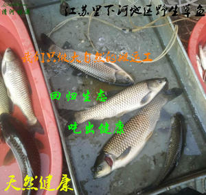 野生草鱼 草鱼混子 皖鱼 淡水鱼 500g新鲜活鱼现杀