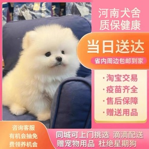 【河南犬舍】茶杯犬博美俊介训狗教程纯种宠物小型白色衣服训练