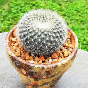 实生白雪光仙人球精品肉肉花卉多肉植物室内盆栽花好养活开红花