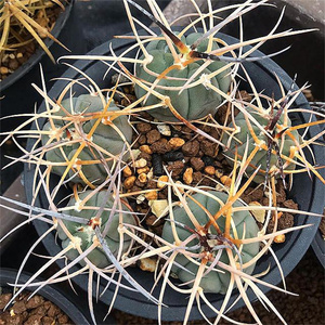 光琳玉仙人球植物盆栽进口狂刺仙人掌科多肉花卉室内绿植客厅花卉