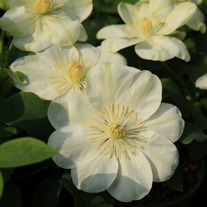 天狼月季 格恩西岛铁线莲p11盆栽花苗 露台阳台盆栽花架攀援植物