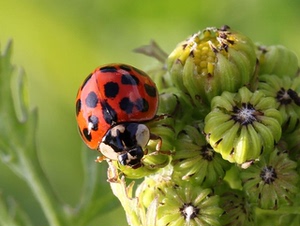 七星 异色 龟纹瓢虫成虫活体,专治蔬菜花卉蚜虫红蜘蛛等害