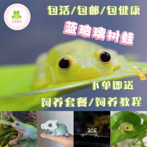 蓝玻璃树蛙澳洲蓝姥爷树蛙活体牛奶蛙透明玻璃蛙爬宠两栖宠物青蛙