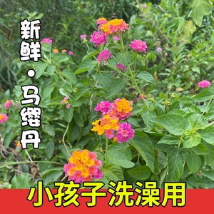新鲜马缨丹 天然生中草药材 五色梅 皮肤宝宝洗澡 现采枝叶五色花