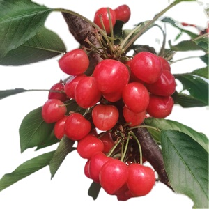 大连金鼎红大樱桃新鲜水果脆甜多汁3斤5斤现摘先发