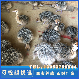 非洲澳洲鸵鸟苗幼体成年鸵鸟可下蛋鸵鸟幼崽 全国包邮 包活包健康