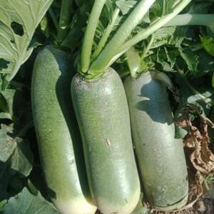 东北农村自家青萝卜4.5—5斤16.9元,8—9斤26.9元包邮